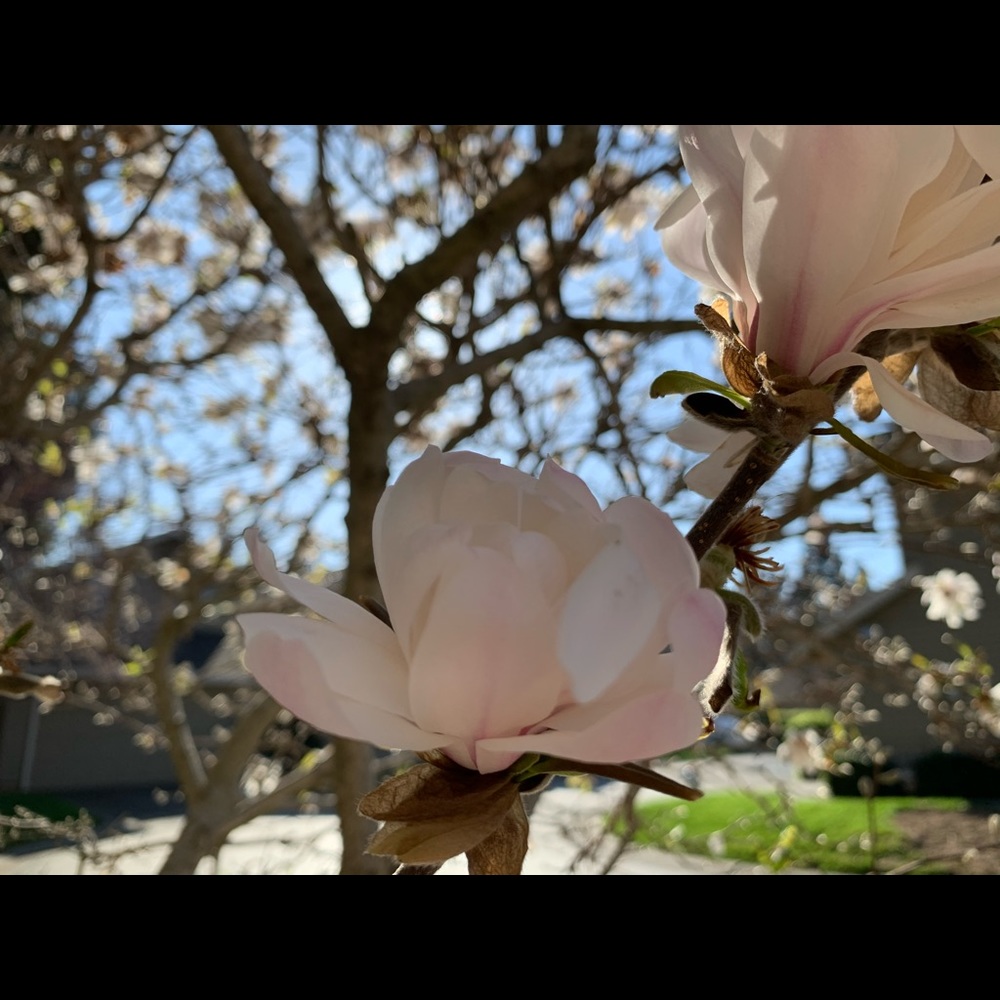 Meet your Posher, Alice